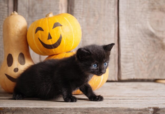 black little cat with halloween pumpkins