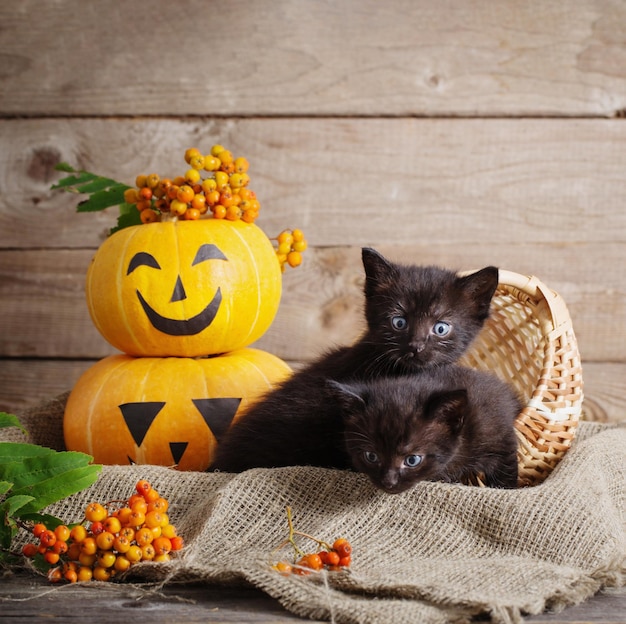 black little cat with halloween pumpkins