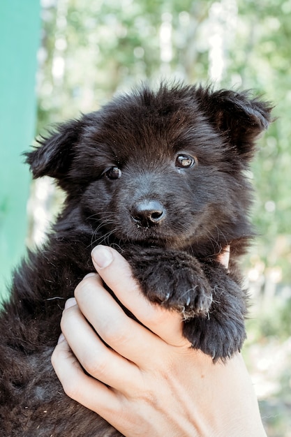 Black little puppy in hands of girl.