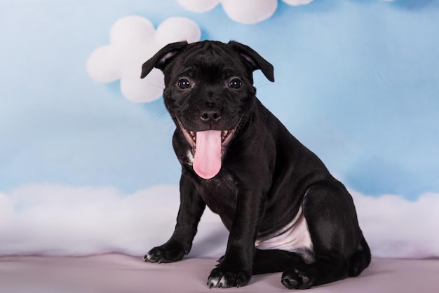 Black male American Staffordshire Bull Terrier dog puppy on blue background