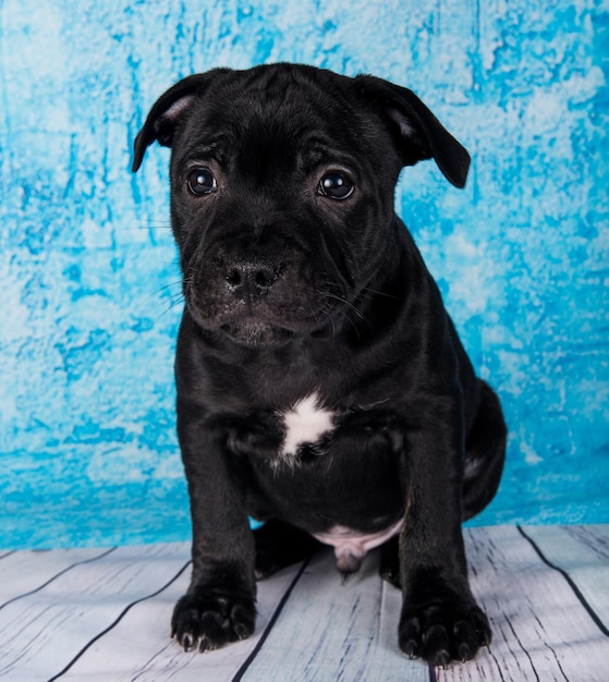 Black male american staffordshire bull terrier dog puppy on blue background