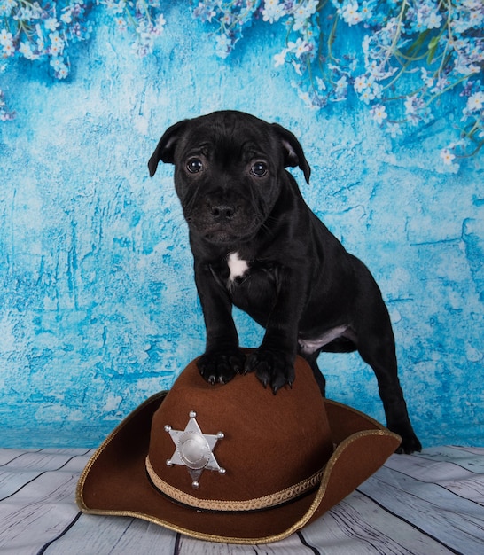 Black male American Staffordshire Bull Terrier dog puppy with hat on blue background