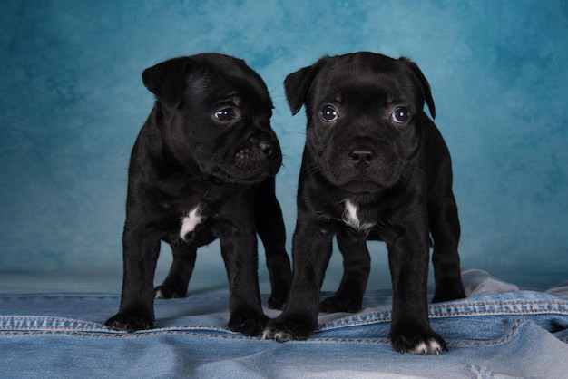 Black male American Staffordshire Bull Terrier dogs or AmStaff puppies on blue background