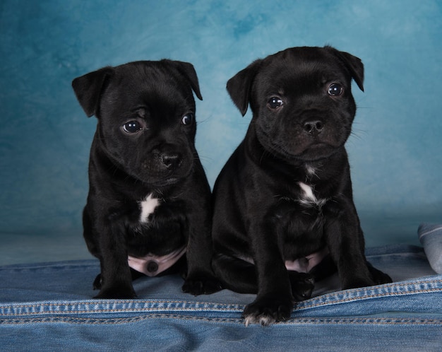 Black male american staffordshire bull terrier dogs or amstaff puppies on blue background