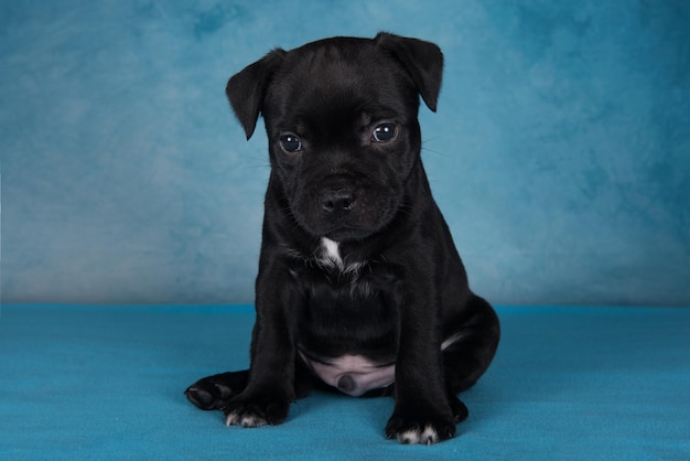 Black male American Staffordshire Terrier dog or AmStaff puppy on blue background