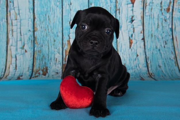 Black male american staffordshire terrier dog or amstaff puppy with red heart on blue background