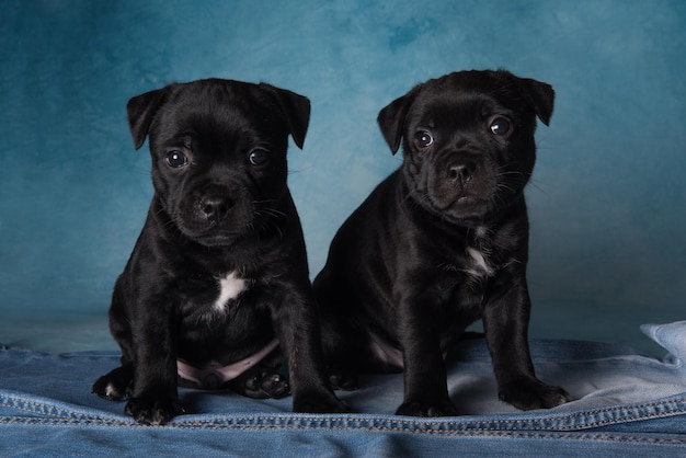 Black male american staffordshire terrier dogs or amstaff puppies on blue background