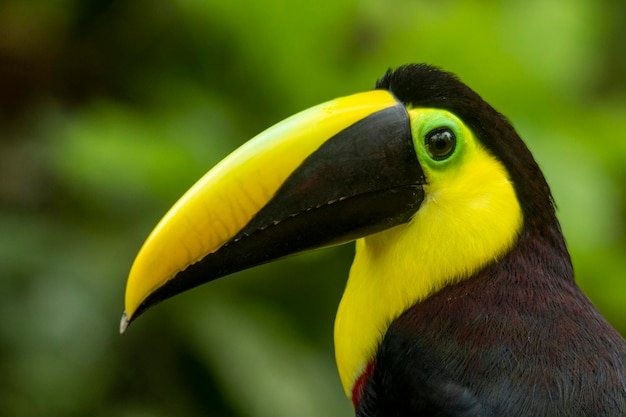 Black mandibled Toucan Ramphastos ambiguus formerly known as Chestnutmandilbled Toucan Colombia