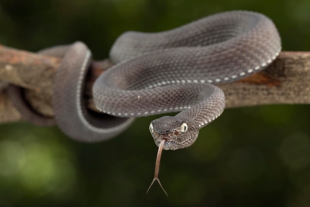 Black mangrove pit Viper closeup on branch, Black solid Pit Viper Closeup on branch