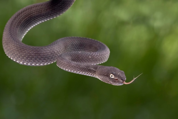 Black mangrove pit Viper closeup on branch