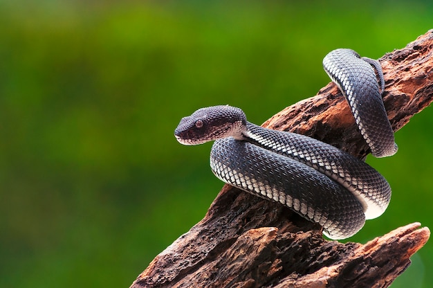 black mangrove pit viper snake purpureomaculatus on a tree