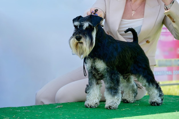 Black miniature schnauzer in a rack with the right show haircut