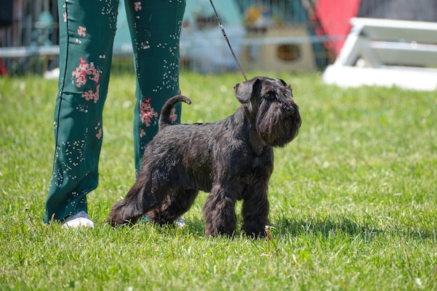 A black miniature schnauzer stands near women's feet on the grass