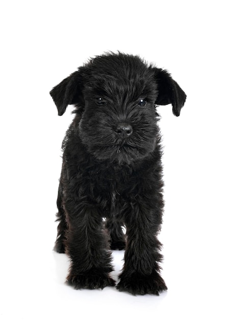 Black miniature schnauzer in studio