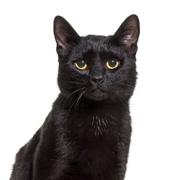 Black mixed-breed domestic cat sitting against white