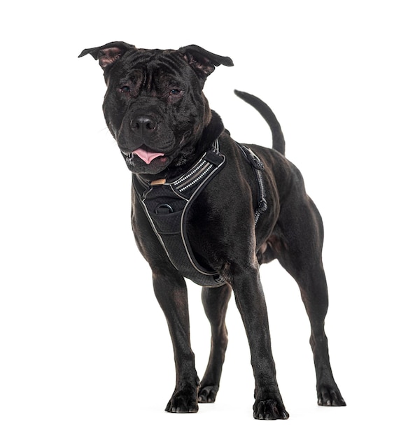 Black Mixedbreed standing and wearing a collar