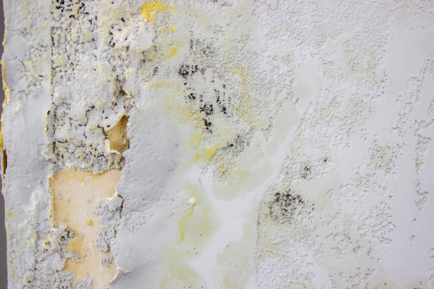 Photo black mold on the wall fungus on the wall after the flooding of the house selective focus