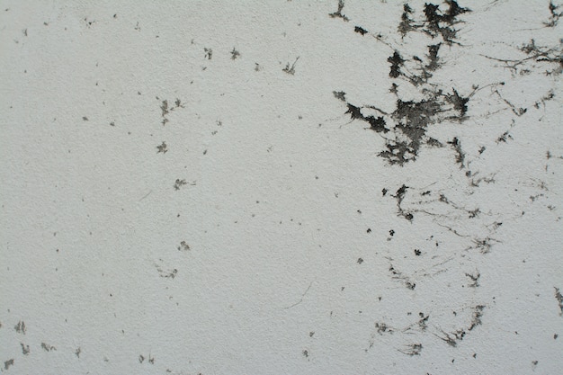 Black mold on the wall