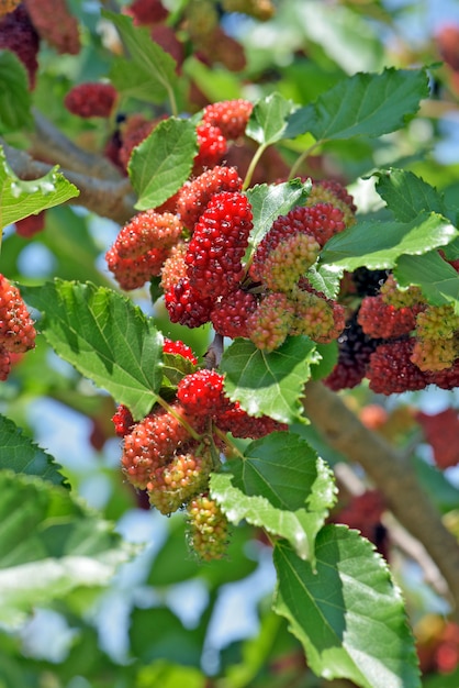 Black mulberry tree covered with fruits