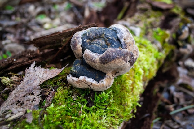 A black mushroom sits on a log in the woods.