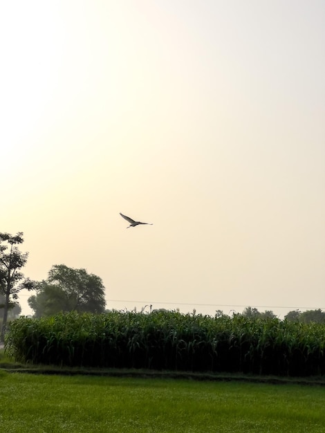 Black Myna Fly On Field