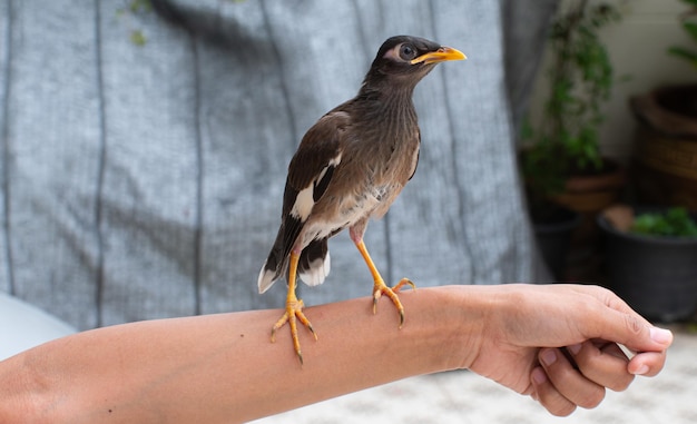 A black Mynas with a yellow beak perched on a human arm Birds pets