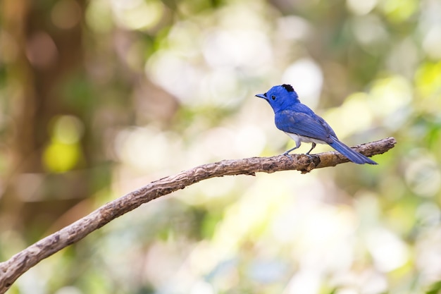 Black-naped Monarch in nature