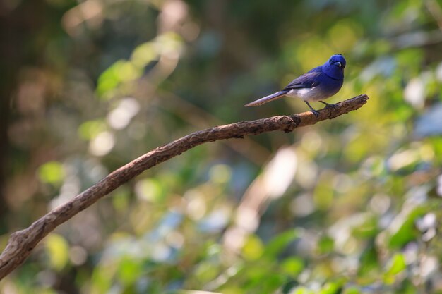 Black-naped Monarch in nature