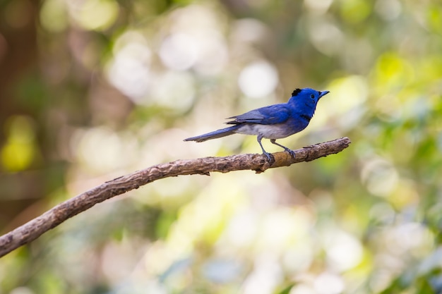 Black-naped Monarch in nature