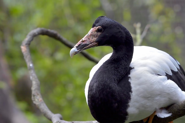 The Black neck swan perched on a tree