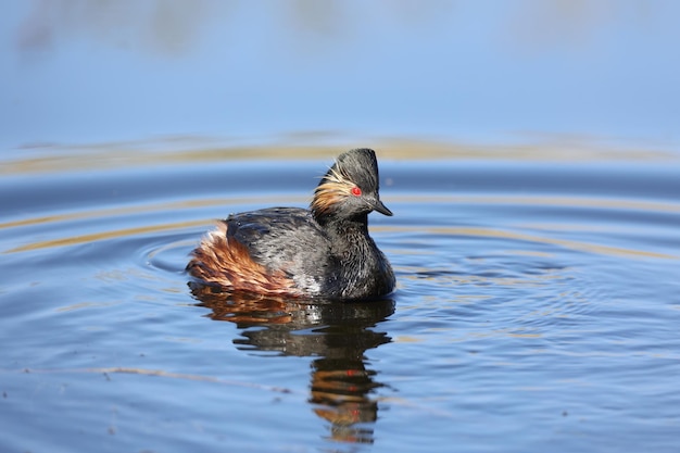 Black necked grebe swimming on a lake in bright spring sunshine