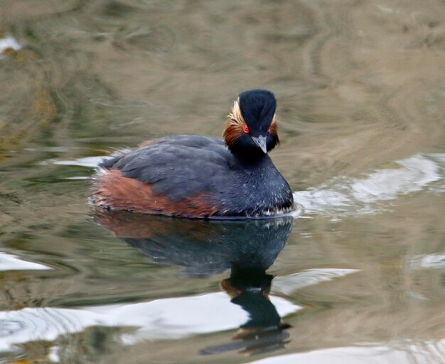 Black necked grebe swimming on a lake