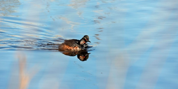 Black necked grebes swimming on the lake in spring sunshine