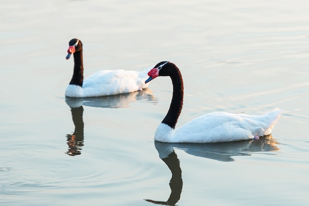 Black-necked swan or Cygnus melancoryphus also known as black-necked swan, has a black head and neck, white body. Wild animals