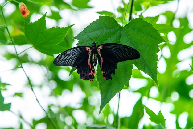 Black night butterfly on a leaf Papilio ramanzovia