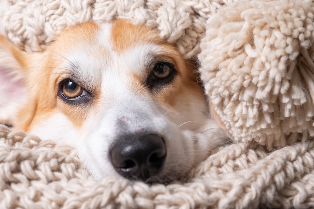 Black nose of dog covered in grey material scarf