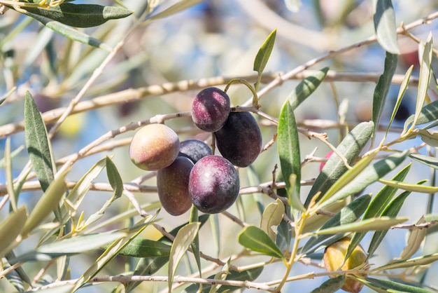 Black Olives ripening in the tree