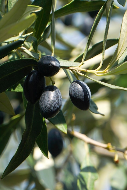 Black olives on a tree in israel