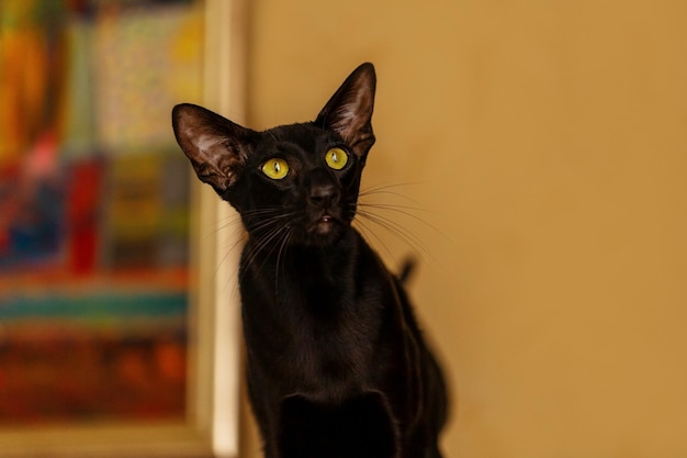 Black oriental cat on a background of a yellow wall.