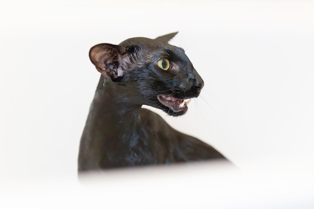 Black oriental funny cat