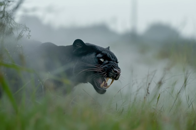 Photo black panther majesty a captivating portrayal of a black panther showcasing its sleek fur and powerful presence embodying the grace and mystery of this majestic big cat in its natural habitat