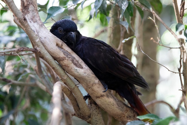 Black parrot Chalcopsitta atra on a tree Exotic Rare Birds