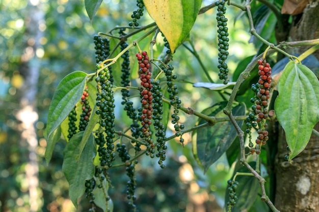 Black Pepper plant with peppercorns.