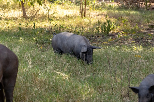 Black pig bred in farm sty with selective focus