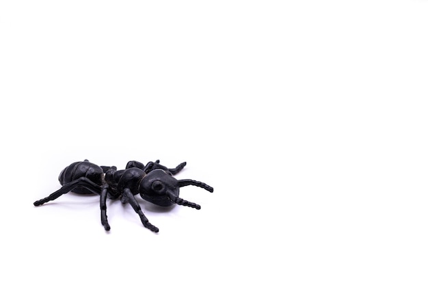 A black plastic spider on isolated background Top view of a plastic spider on white background