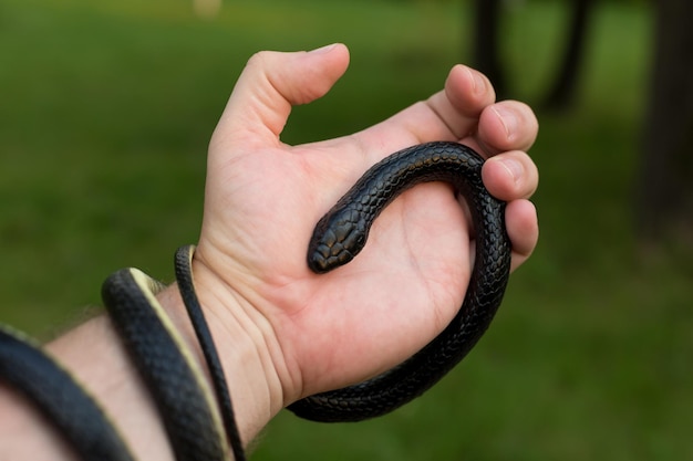 A black poisonous snake wrapped around a mans arm closeup