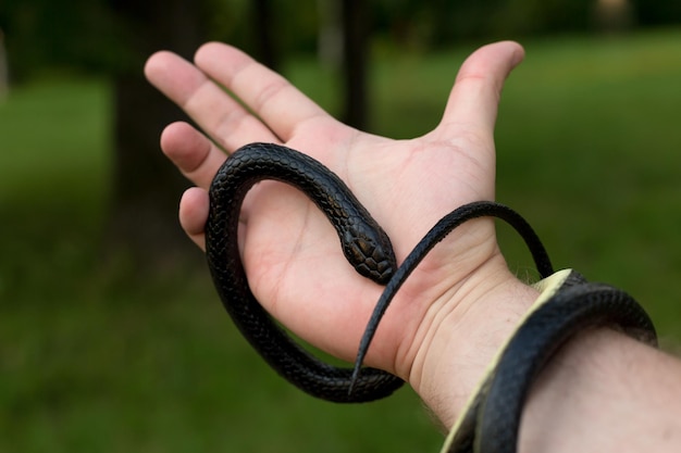 A black poisonous snake wrapped around a mans arm closeup