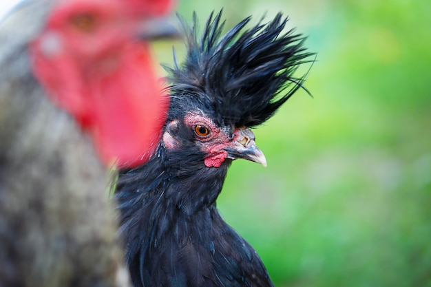 Black Polverara chicken portrait on green natural background Selective focus