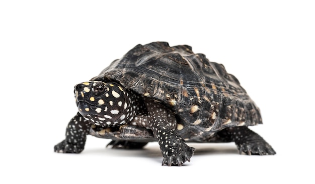 Black pond turtle, Geoclemys hamiltonii, isolated