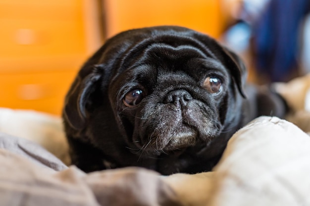 Black pug dog laying on grey bedding with side looking eyes on home interior background